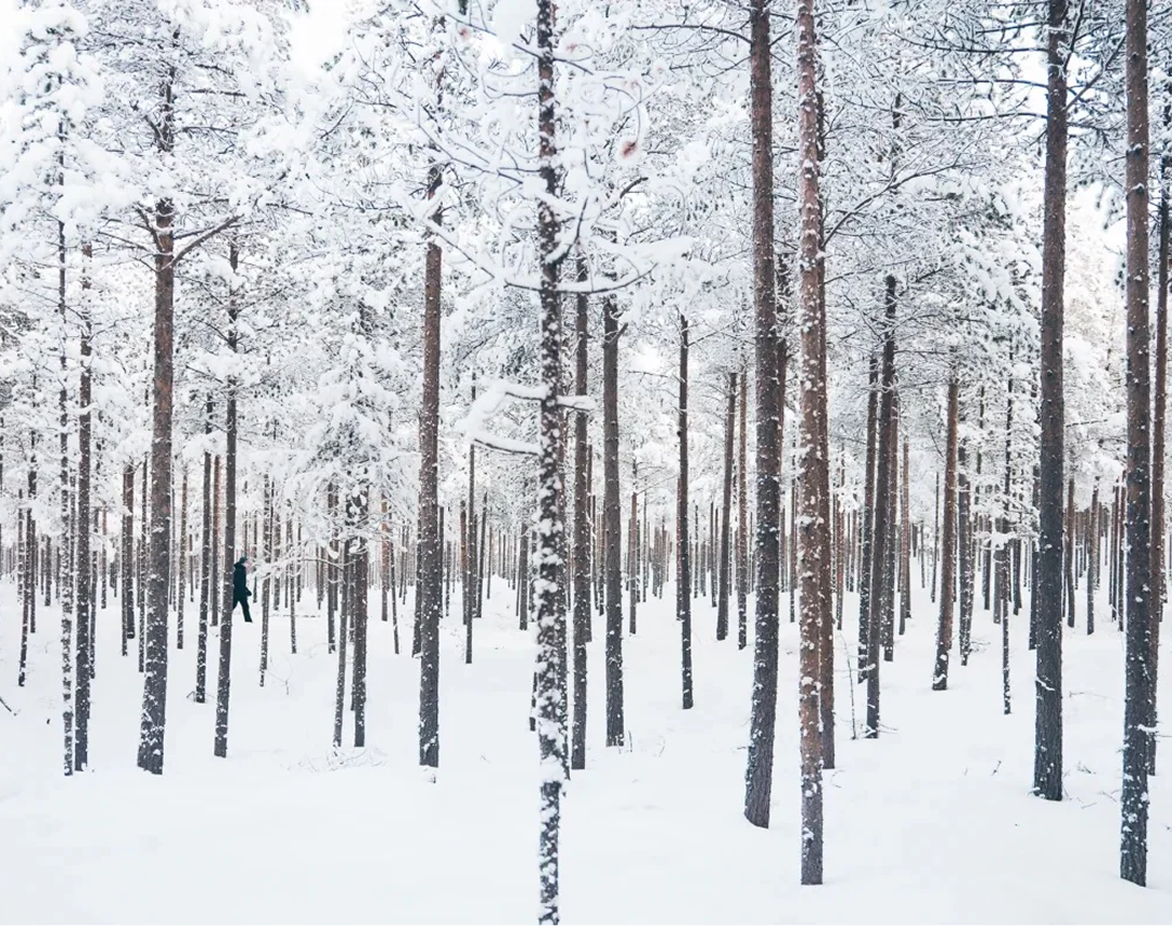 treesbackground